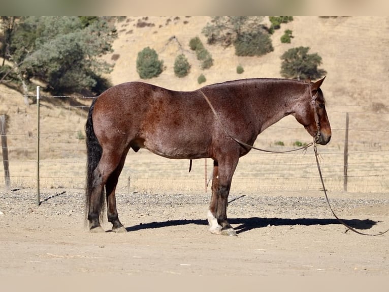 American Quarter Horse Castrone 10 Anni 147 cm Roano rosso in Paicines CA