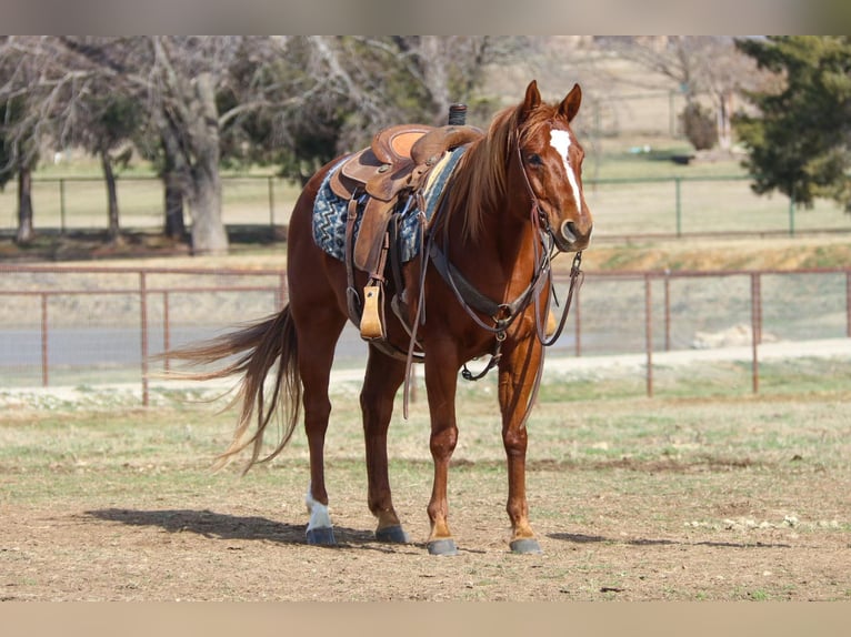 American Quarter Horse Castrone 10 Anni 147 cm Sauro ciliegia in Cleburne TX