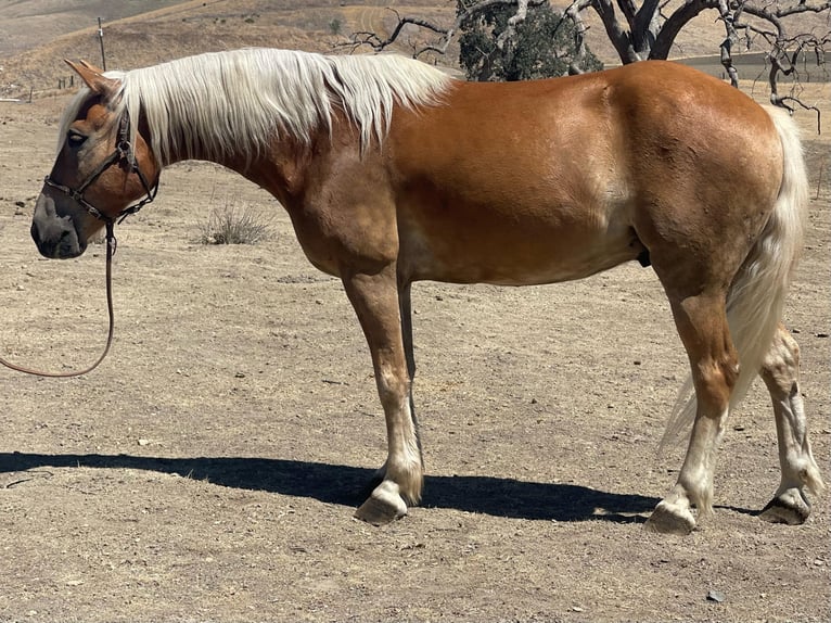 American Quarter Horse Castrone 10 Anni 147 cm Sauro ciliegia in Bitterwater CA