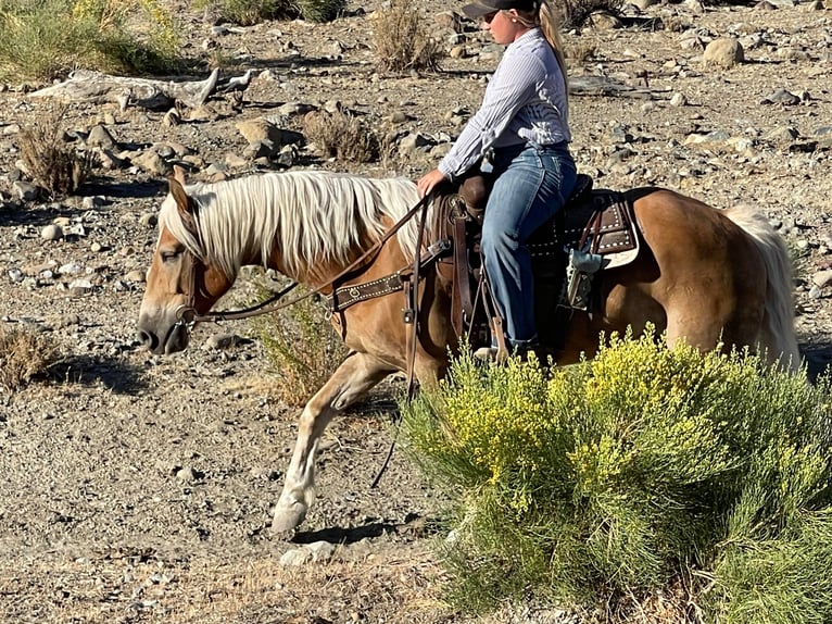 American Quarter Horse Castrone 10 Anni 147 cm Sauro ciliegia in Bitterwater CA