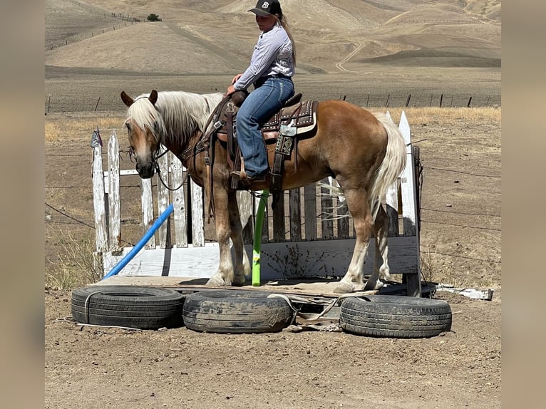 American Quarter Horse Castrone 10 Anni 147 cm Sauro ciliegia in Bitterwater CA