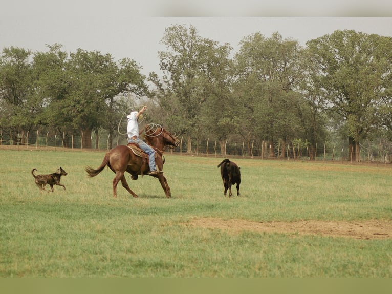 American Quarter Horse Castrone 10 Anni 147 cm Sauro ciliegia in Dublin, TX