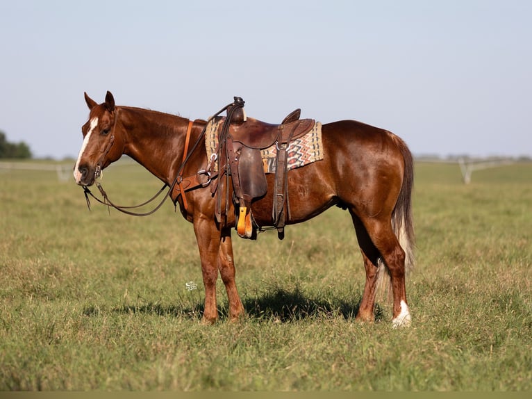 American Quarter Horse Castrone 10 Anni 147 cm Sauro ciliegia in Dublin, TX