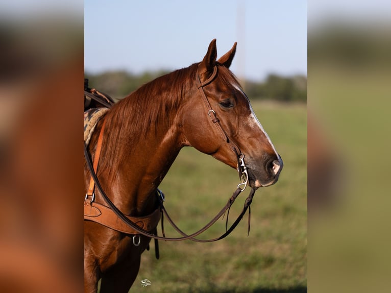 American Quarter Horse Castrone 10 Anni 147 cm Sauro ciliegia in Dublin, TX