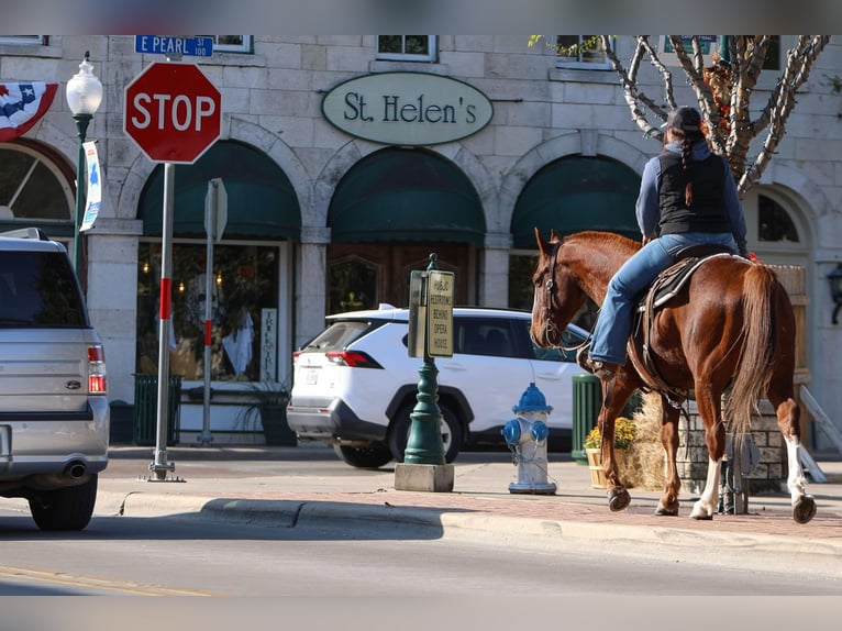 American Quarter Horse Castrone 10 Anni 147 cm Sauro scuro in Granbury tx