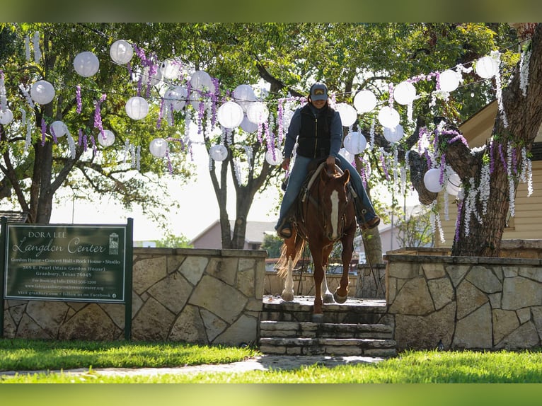 American Quarter Horse Castrone 10 Anni 147 cm Sauro scuro in Granbury tx