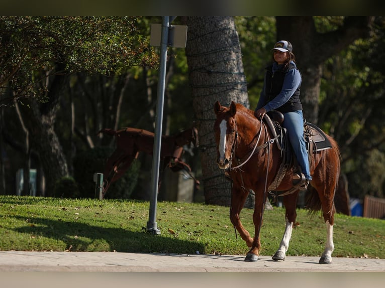 American Quarter Horse Castrone 10 Anni 147 cm Sauro scuro in Granbury tx