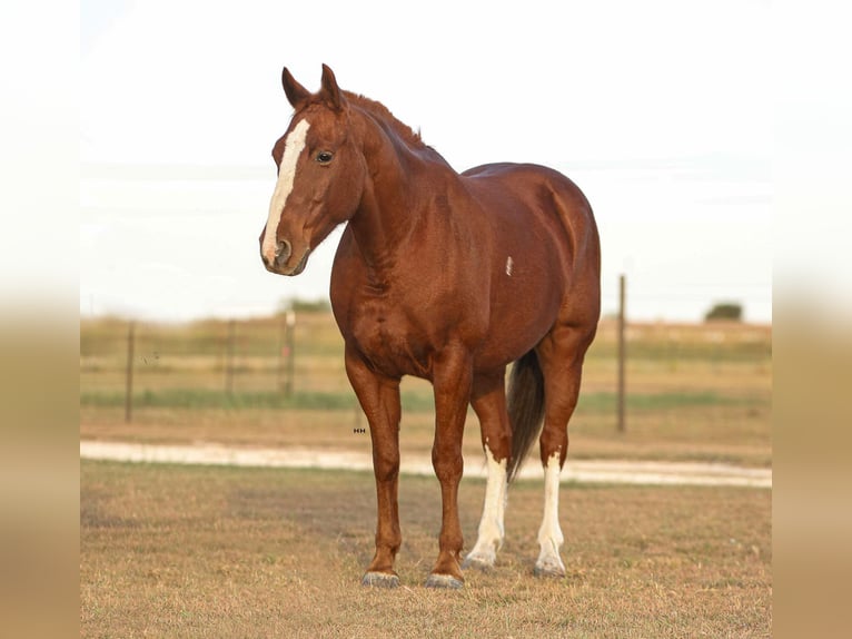 American Quarter Horse Castrone 10 Anni 147 cm Sauro scuro in Granbury tx