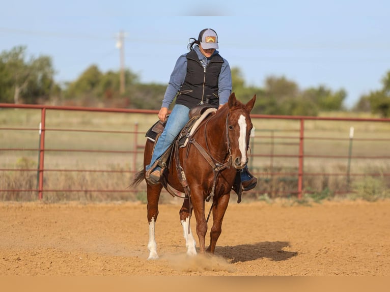 American Quarter Horse Castrone 10 Anni 147 cm Sauro scuro in Granbury tx