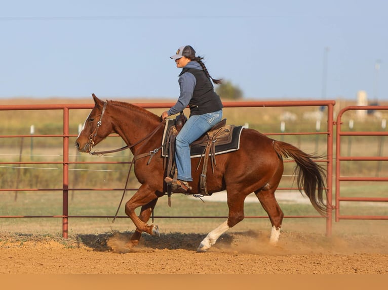 American Quarter Horse Castrone 10 Anni 147 cm Sauro scuro in Granbury tx