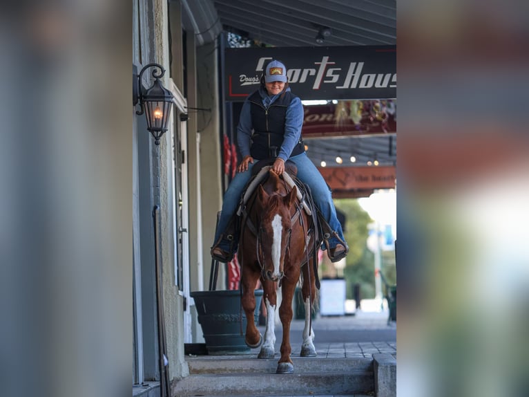 American Quarter Horse Castrone 10 Anni 147 cm Sauro scuro in Granbury tx