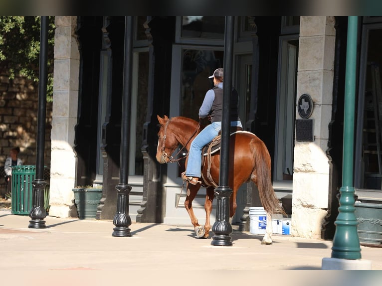 American Quarter Horse Castrone 10 Anni 147 cm Sauro scuro in Granbury tx