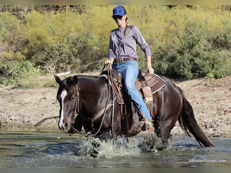 American Quarter Horse Castrone 10 Anni 147 cm Sauro scuro in Weatherford TX