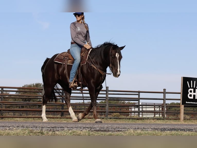 American Quarter Horse Castrone 10 Anni 147 cm Sauro scuro in Weatherford TX