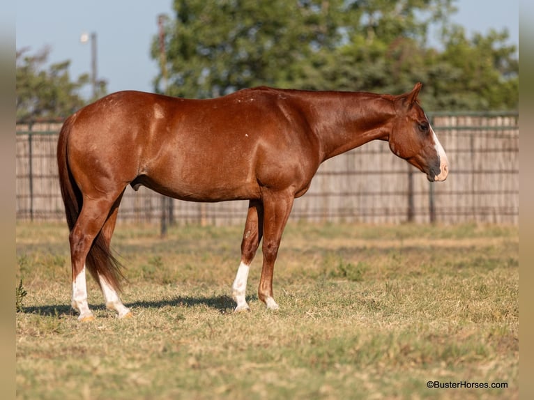 American Quarter Horse Castrone 10 Anni 147 cm Sauro scuro in Weatherford TX