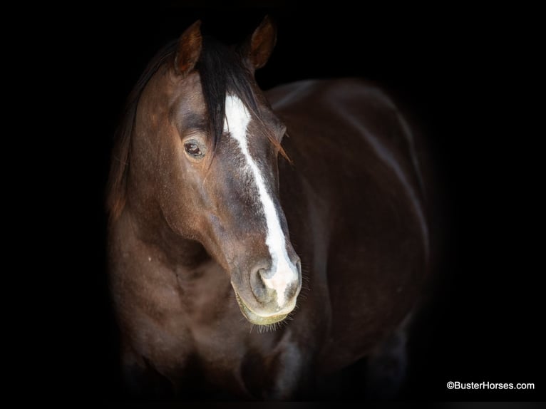 American Quarter Horse Castrone 10 Anni 147 cm Sauro scuro in Weatherford TX