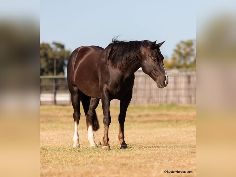 American Quarter Horse Castrone 10 Anni 147 cm Sauro scuro in Weatherford TX