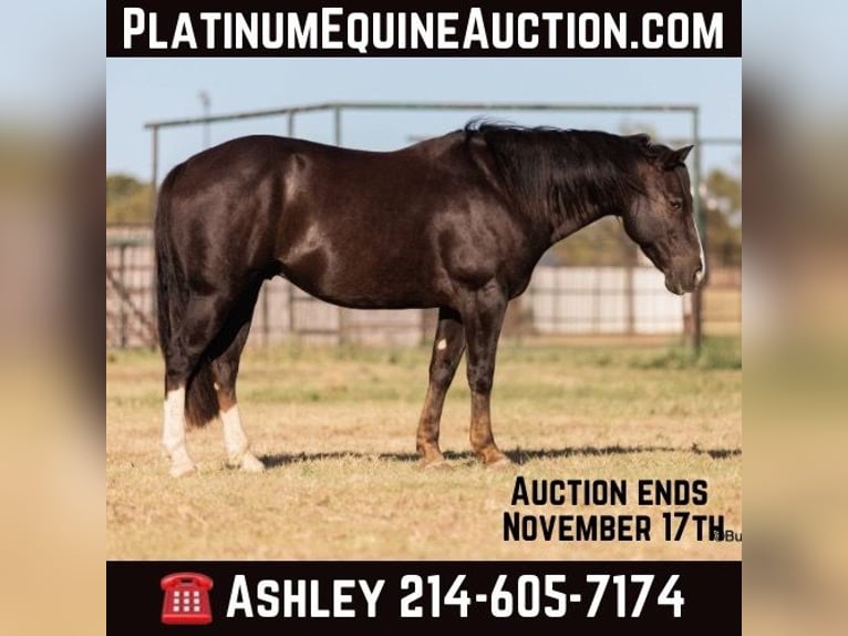 American Quarter Horse Castrone 10 Anni 147 cm Sauro scuro in Weatherford TX