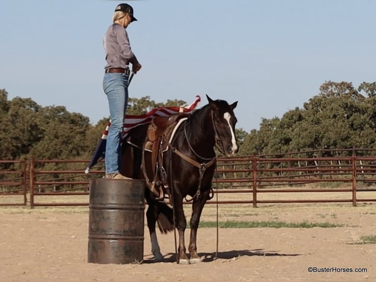 American Quarter Horse Castrone 10 Anni 147 cm Sauro scuro in Weatherford TX