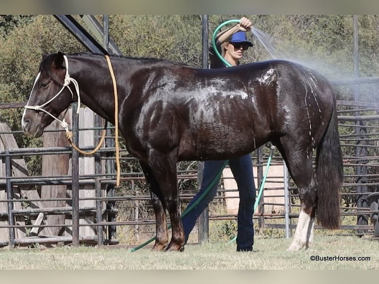 American Quarter Horse Castrone 10 Anni 147 cm Sauro scuro in Weatherford TX