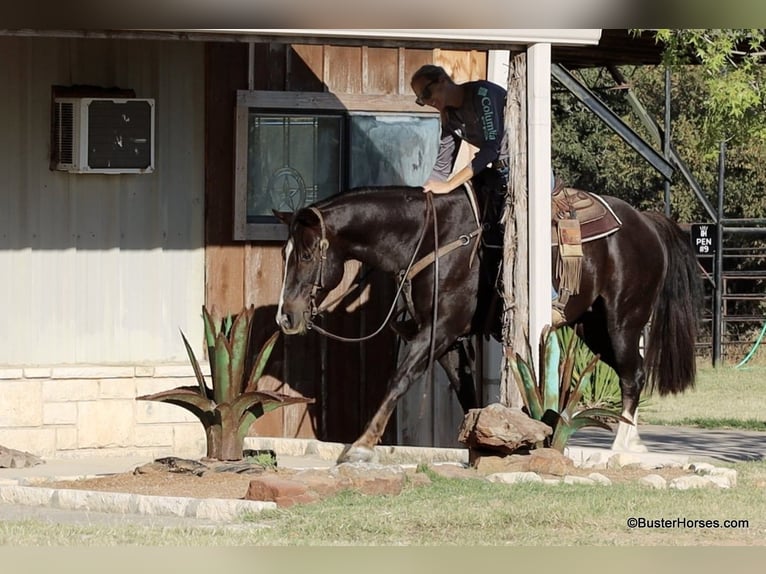 American Quarter Horse Castrone 10 Anni 147 cm Sauro scuro in Weatherford TX