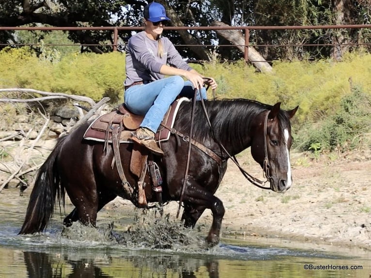 American Quarter Horse Castrone 10 Anni 147 cm Sauro scuro in Weatherford TX