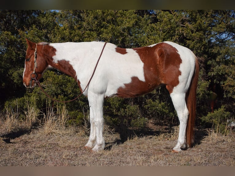 American Quarter Horse Castrone 10 Anni 147 cm Tobiano-tutti i colori in Guthrie OK