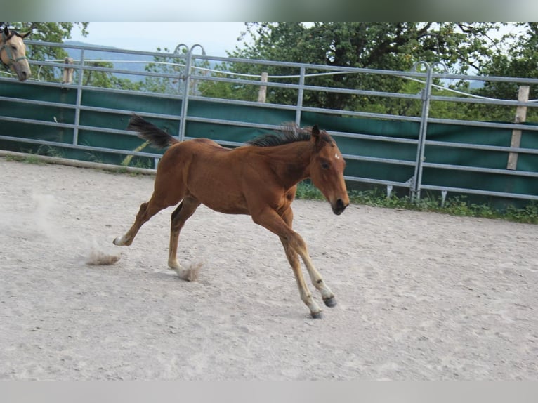 American Quarter Horse Castrone 10 Anni 148 cm Baio in Kleines Wiesental