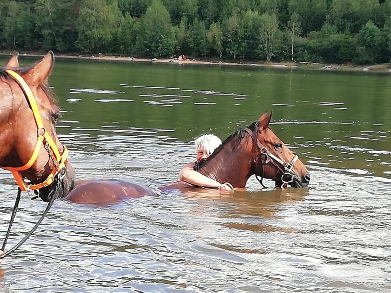 American Quarter Horse Castrone 10 Anni 148 cm Baio in Kleines Wiesental