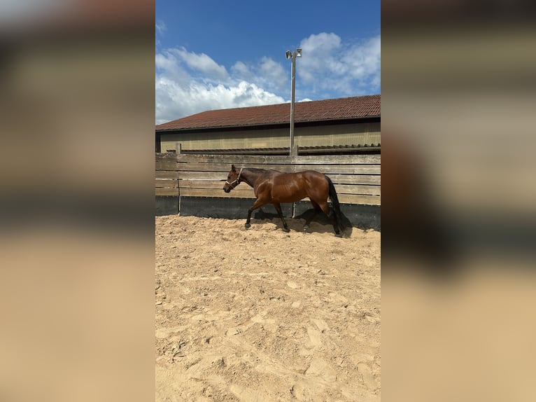 American Quarter Horse Castrone 10 Anni 150 cm Baio in Ilfeld