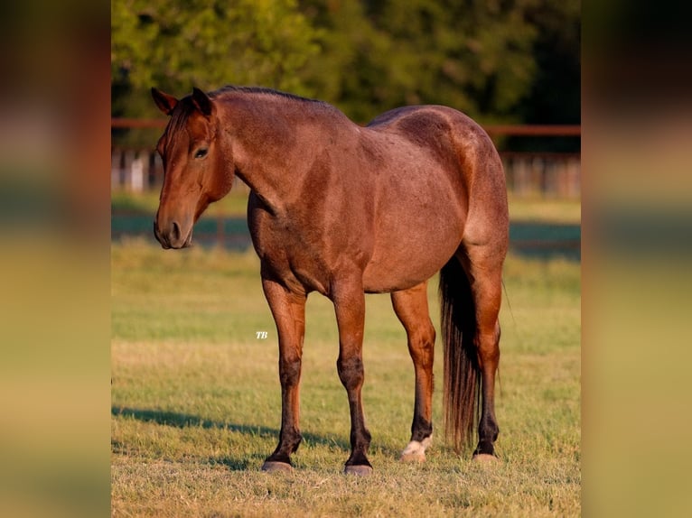 American Quarter Horse Castrone 10 Anni 150 cm Baio ciliegia in Weatherford TX