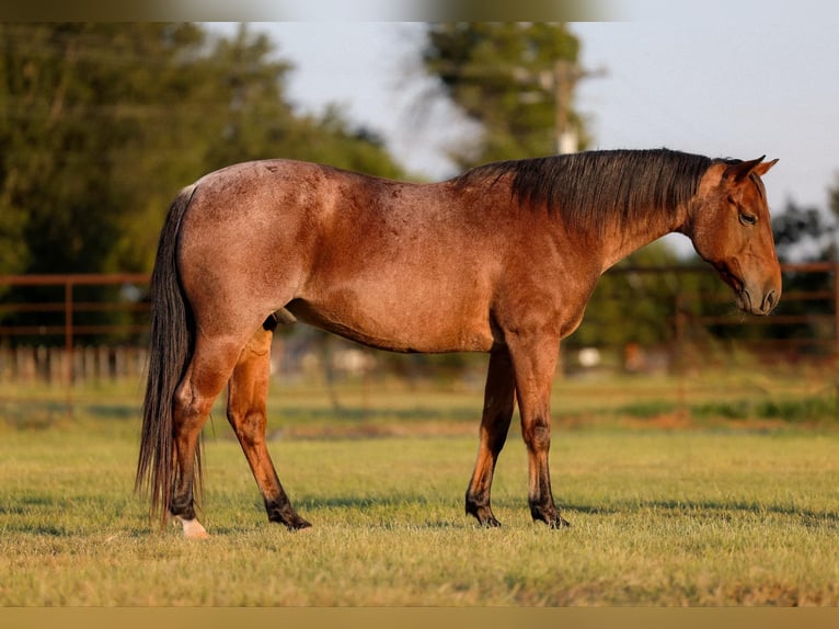 American Quarter Horse Castrone 10 Anni 150 cm Baio ciliegia in Weatherford TX