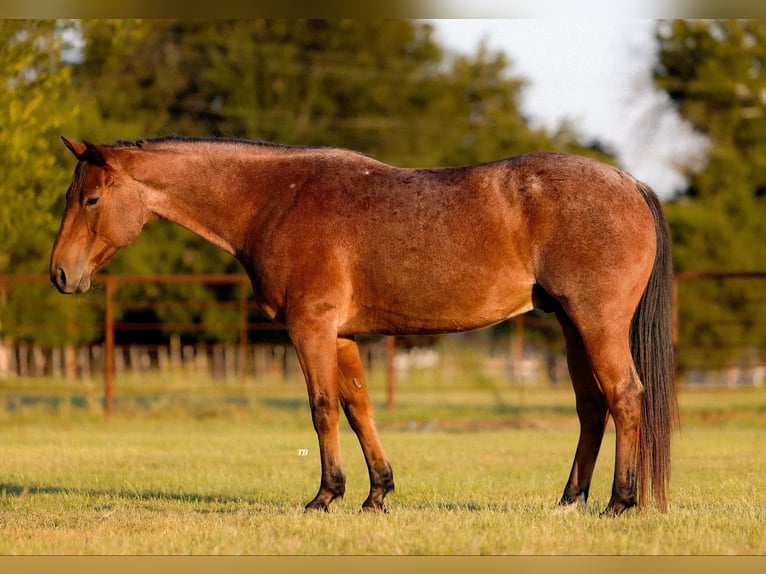 American Quarter Horse Castrone 10 Anni 150 cm Baio ciliegia in Weatherford TX