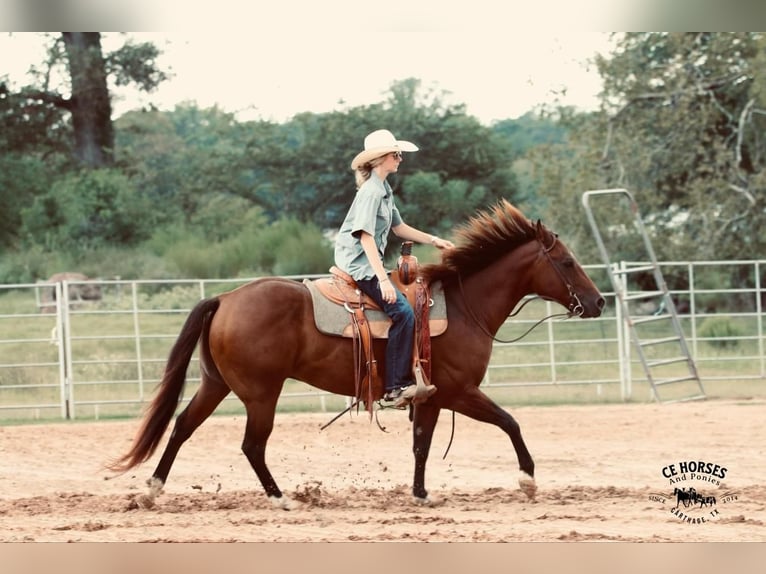 American Quarter Horse Castrone 10 Anni 150 cm Baio ciliegia in Carthage, TX