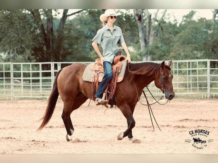 American Quarter Horse Castrone 10 Anni 150 cm Baio ciliegia in Carthage, TX