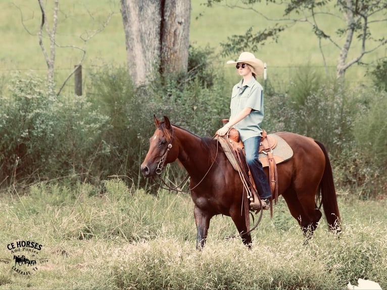 American Quarter Horse Castrone 10 Anni 150 cm Baio ciliegia in Carthage, TX