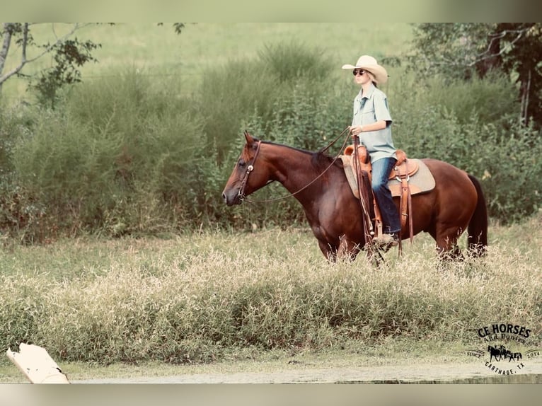 American Quarter Horse Castrone 10 Anni 150 cm Baio ciliegia in Carthage, TX