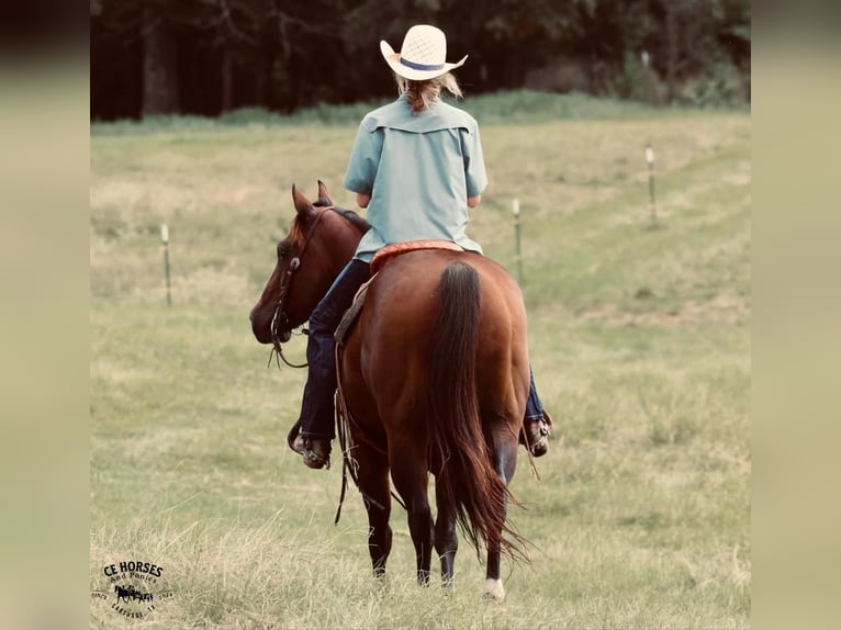 American Quarter Horse Castrone 10 Anni 150 cm Baio ciliegia in Carthage, TX