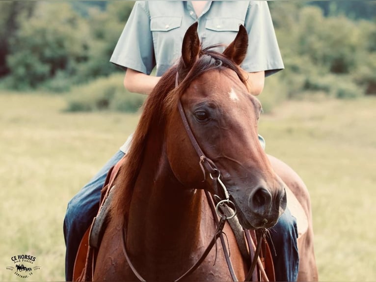 American Quarter Horse Castrone 10 Anni 150 cm Baio ciliegia in Carthage, TX