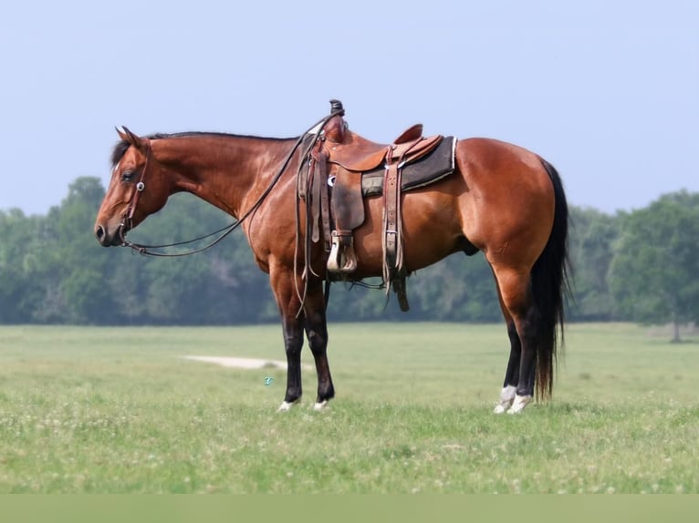 American Quarter Horse Castrone 10 Anni 150 cm Baio ciliegia in Carthage, TX