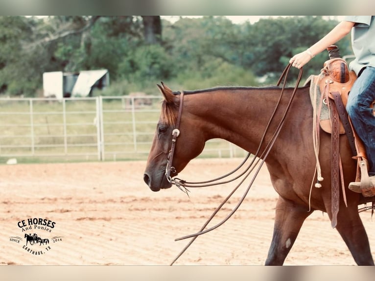 American Quarter Horse Castrone 10 Anni 150 cm Baio ciliegia in Carthage, TX