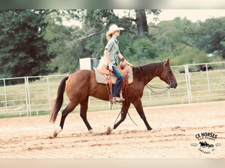 American Quarter Horse Castrone 10 Anni 150 cm Baio ciliegia in Carthage, TX