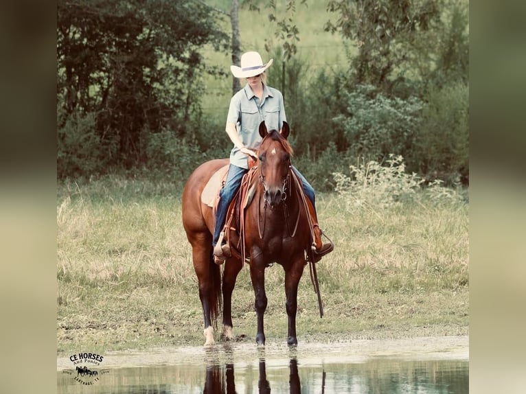 American Quarter Horse Castrone 10 Anni 150 cm Baio ciliegia in Carthage, TX