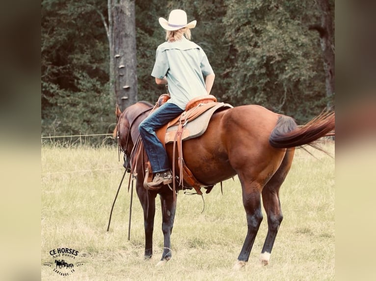 American Quarter Horse Castrone 10 Anni 150 cm Baio ciliegia in Carthage, TX