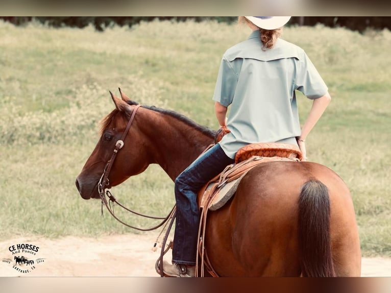 American Quarter Horse Castrone 10 Anni 150 cm Baio ciliegia in Carthage, TX