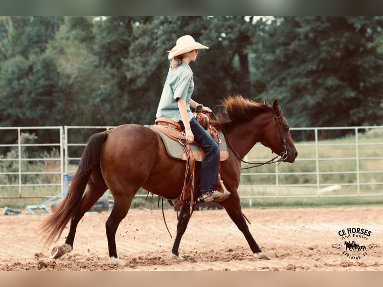 American Quarter Horse Castrone 10 Anni 150 cm Baio ciliegia in Carthage, TX