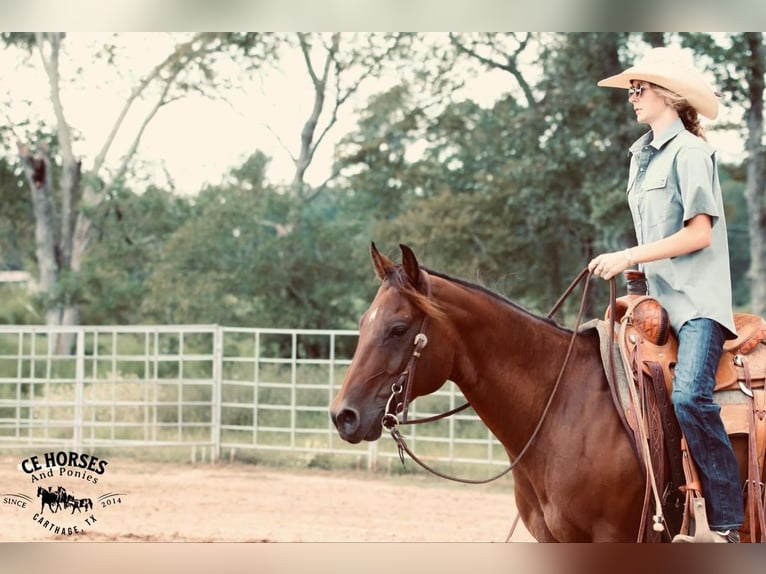 American Quarter Horse Castrone 10 Anni 150 cm Baio ciliegia in Carthage, TX