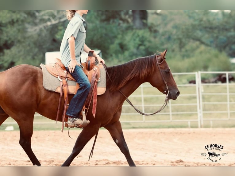 American Quarter Horse Castrone 10 Anni 150 cm Baio ciliegia in Carthage, TX