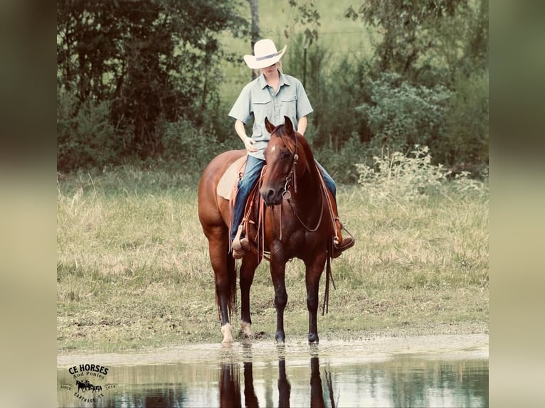 American Quarter Horse Castrone 10 Anni 150 cm Baio ciliegia in Carthage, TX