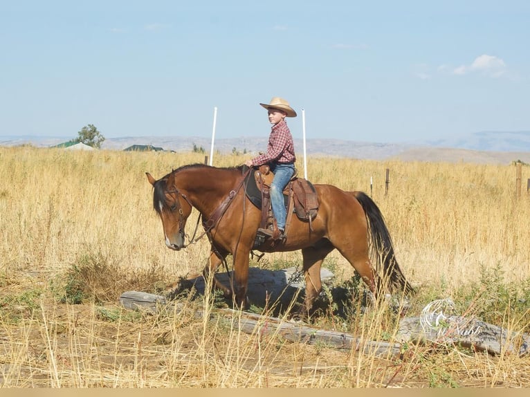 American Quarter Horse Castrone 10 Anni 150 cm Baio ciliegia in Cody, WY